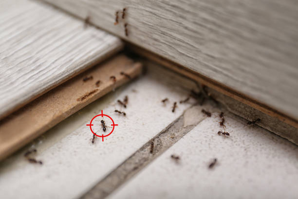 Best Affordable Pest Control Services  in Silverton, OR