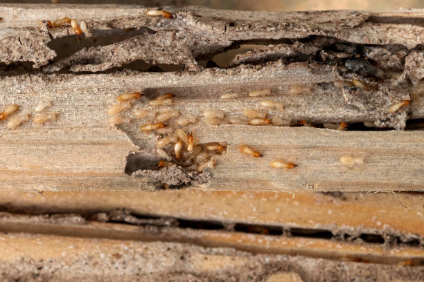 Best Flea Control Services  in Silverton, OR